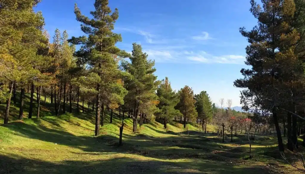 چشم انداز زبیای پارک جنگلی لویزان تهران
